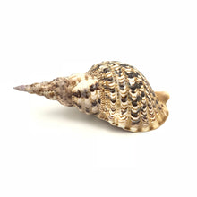 Charonia Tritonis