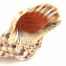 Charonia Tritonis