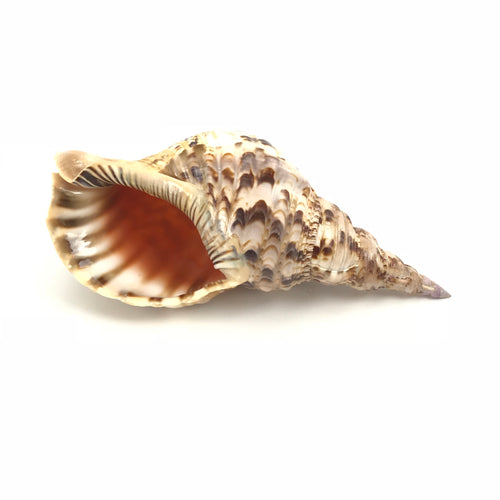 Charonia Tritonis