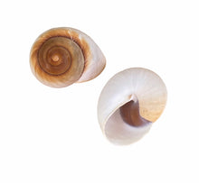 Conchas & Búzios