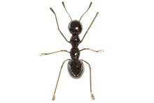 Formiga