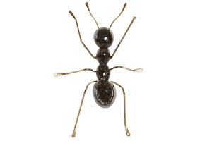 Formiga