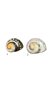 Búzios