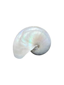 Concha Nautilus