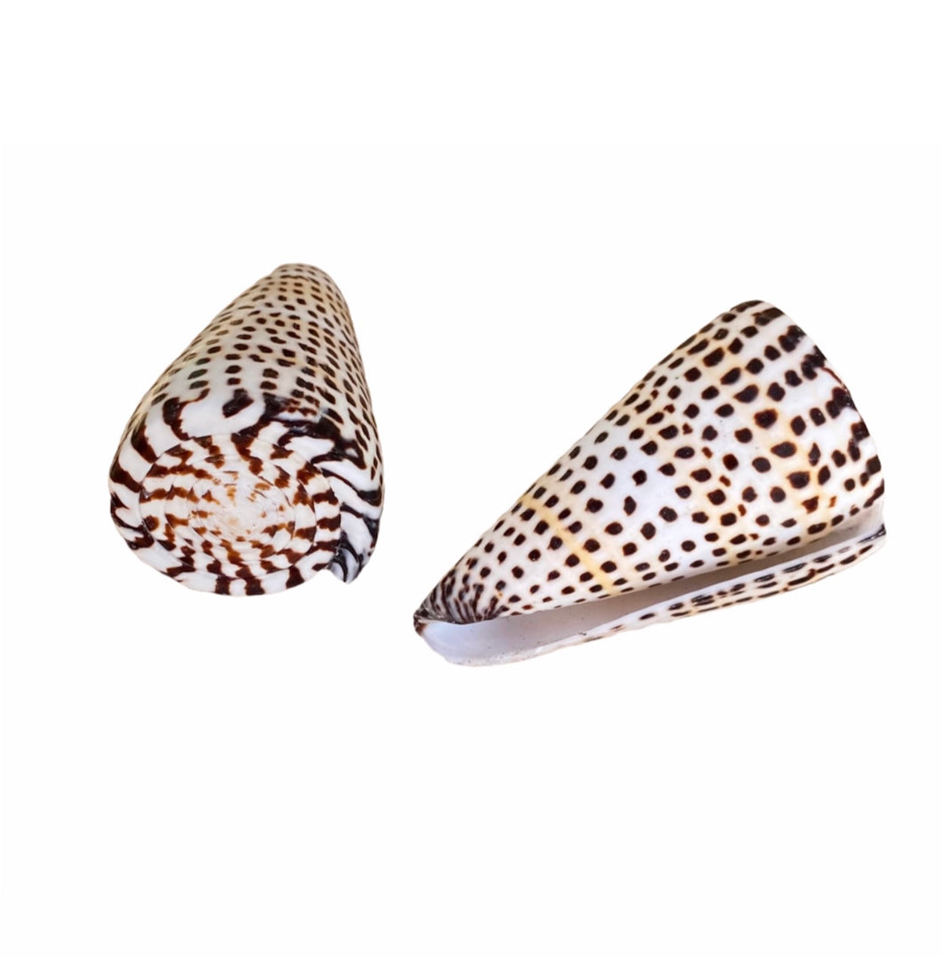 Conchas & Búzios