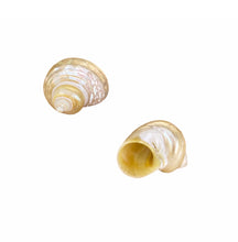 Conchas & Búzios