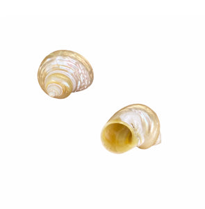Conchas & Búzios