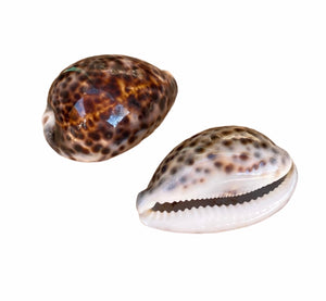 Conchas & Búzios