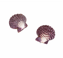 Conchas & Búzios