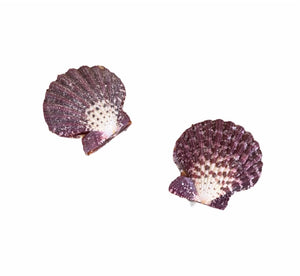 Conchas & Búzios