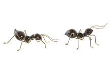 Formiga