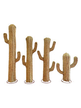 Cacto Esparto