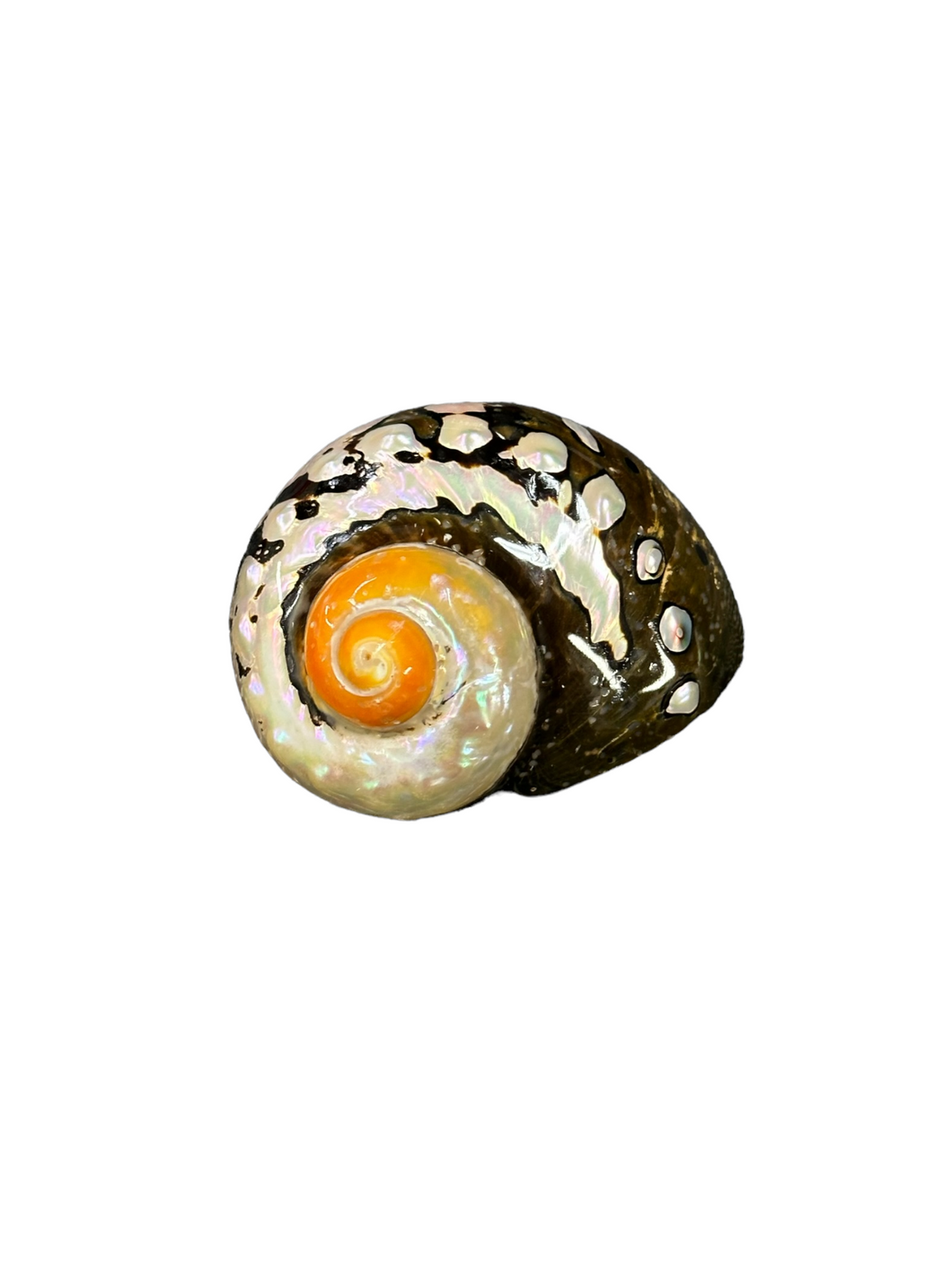 Búzios