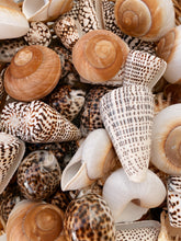Conchas & Búzios
