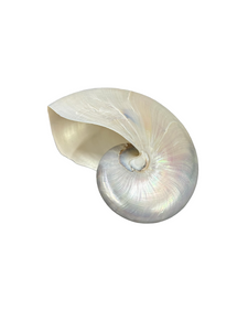 Concha Nautilus