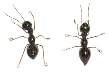 Formiga