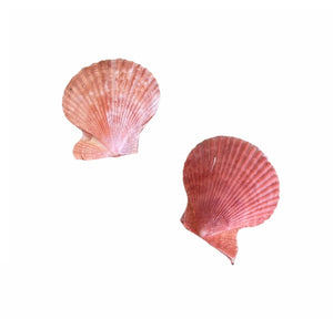 Conchas & Búzios